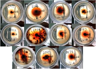 Diversity and Ginsenoside Biotransformation Potential of Cultivable Endophytic Fungi Associated With Panax bipinnatifidus var. bipinnatifidus in Qinling Mountains, China